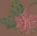 flowers-07