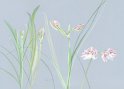 flowers-08