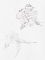 flowers-10