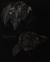 flowers-11