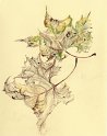 flowers-13