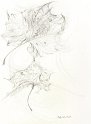 flowers-14