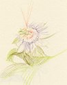 flowers-15
