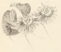 flowers-16