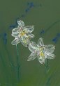 flowers-22