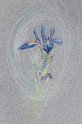 flowers-23