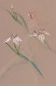 flowers-24