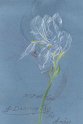 flowers-35