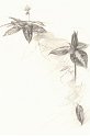 flowers-37