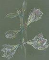 flowers-40