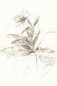 flowers-41