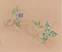 flowers-43